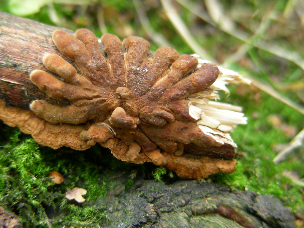 Hypocreopsis lichenoides